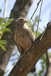      Buteo magnirostris