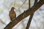      Buteo magnirostris