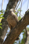 Roadside Hawk    Buteo magnirostris