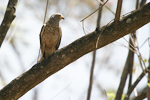 Roadside Hawk    Buteo magnirostris