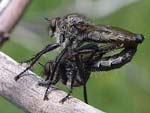 Хищна муха   Asilidae g. sp.