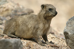 Rock Hyrax   Procavia capensis