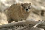 Rock Hyrax   Procavia capensis