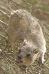 Rock Hyrax   Procavia capensis