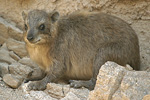 Rock Hyrax   Procavia capensis