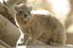 Rock Hyrax   Procavia capensis