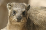 Rock Hyrax   Procavia capensis