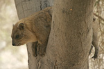 Rock Hyrax   Procavia capensis