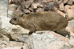 Rock Hyrax   Procavia capensis