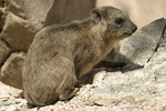 Rock Hyrax   Procavia capensis