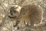 Rock Hyrax   Procavia capensis