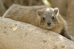 Rock Hyrax   Procavia capensis