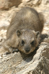 Rock Hyrax   Procavia capensis