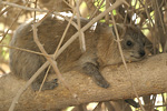 Rock Hyrax   Procavia capensis