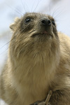 Rock Hyrax   Procavia capensis