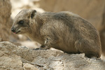 Rock Hyrax   Procavia capensis
