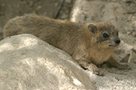 Rock Hyrax   Procavia capensis