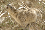 Rock Hyrax   Procavia capensis