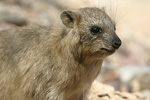 Rock Hyrax   Procavia capensis