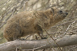 Rock Hyrax   Procavia capensis