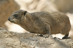 Rock Hyrax   Procavia capensis