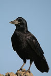     Corvus frugilegus