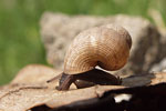 Round-mouthed Snail   Pomatias elegans