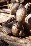 Round-mouthed Snail   Pomatias elegans