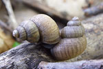 Round-mouthed Snail   Pomatias elegans