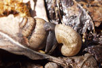 Round-mouthed Snail   Pomatias elegans