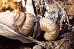 Round-mouthed Snail   