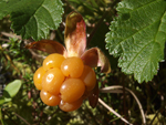 Cloudberry    Rubus chamaemorus