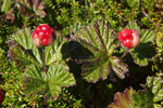 Cloudberry    Rubus chamaemorus