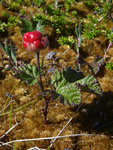 Cloudberry    Rubus chamaemorus
