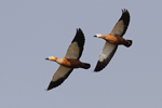 Ruddy Shelduck    Tadorna ferruginea