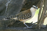 Rufous-naped Wren    