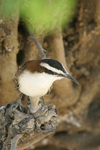 Rufous-naped Wren    Campylorhynchus rufinucha