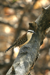 Rufous-naped Wren    