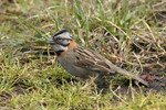 Rufous-collared Sparrow    Zonotrichia capensis