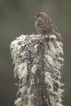 Rufous-collared Sparrow    Zonotrichia capensis