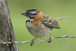 Rufous-collared Sparrow    Zonotrichia capensis