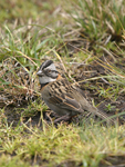 Rufous-collared Sparrow    Zonotrichia capensis