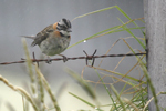 Rufous-collared Sparrow    Zonotrichia capensis