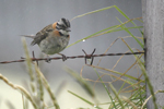 Rufous-collared Sparrow    