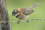 Rufous-collared Sparrow    Zonotrichia capensis