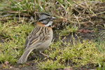 Rufous-collared Sparrow    