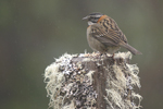 Rufous-collared Sparrow    