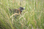 Rufous-collared Sparrow    Zonotrichia capensis