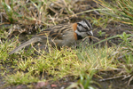      Zonotrichia capensis