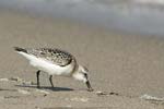 Sanderling   Calidris alba